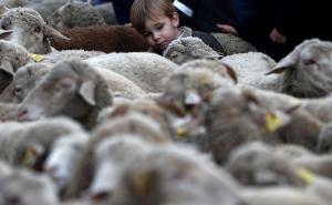 Teška bolest: U bh. susjedstvu potvrđen prvi slučaj bruceloze kod ljudi